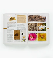 The Bees in Your Backyard