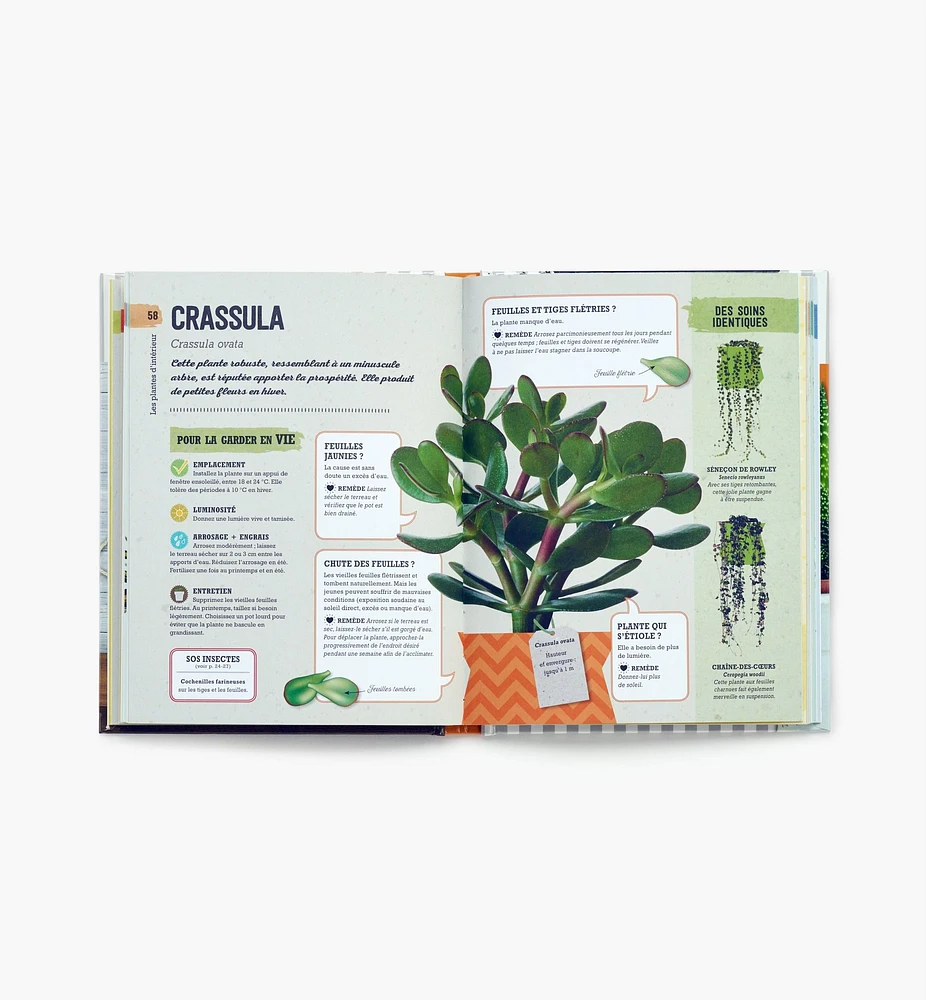 Comment ne pas assassiner vos plantes d'intérieur