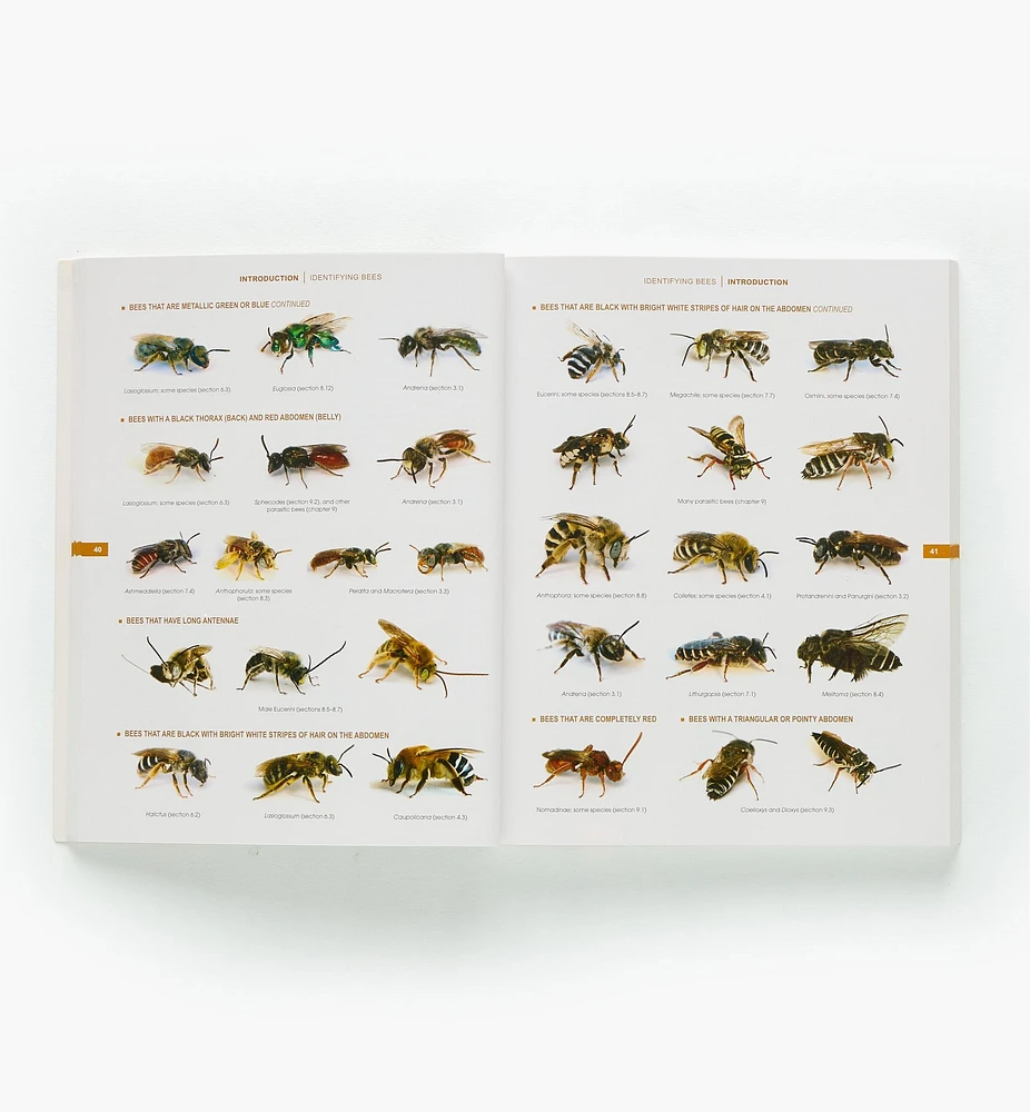 The Bees in Your Backyard