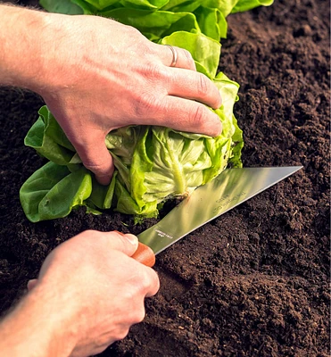 Harvest Knife