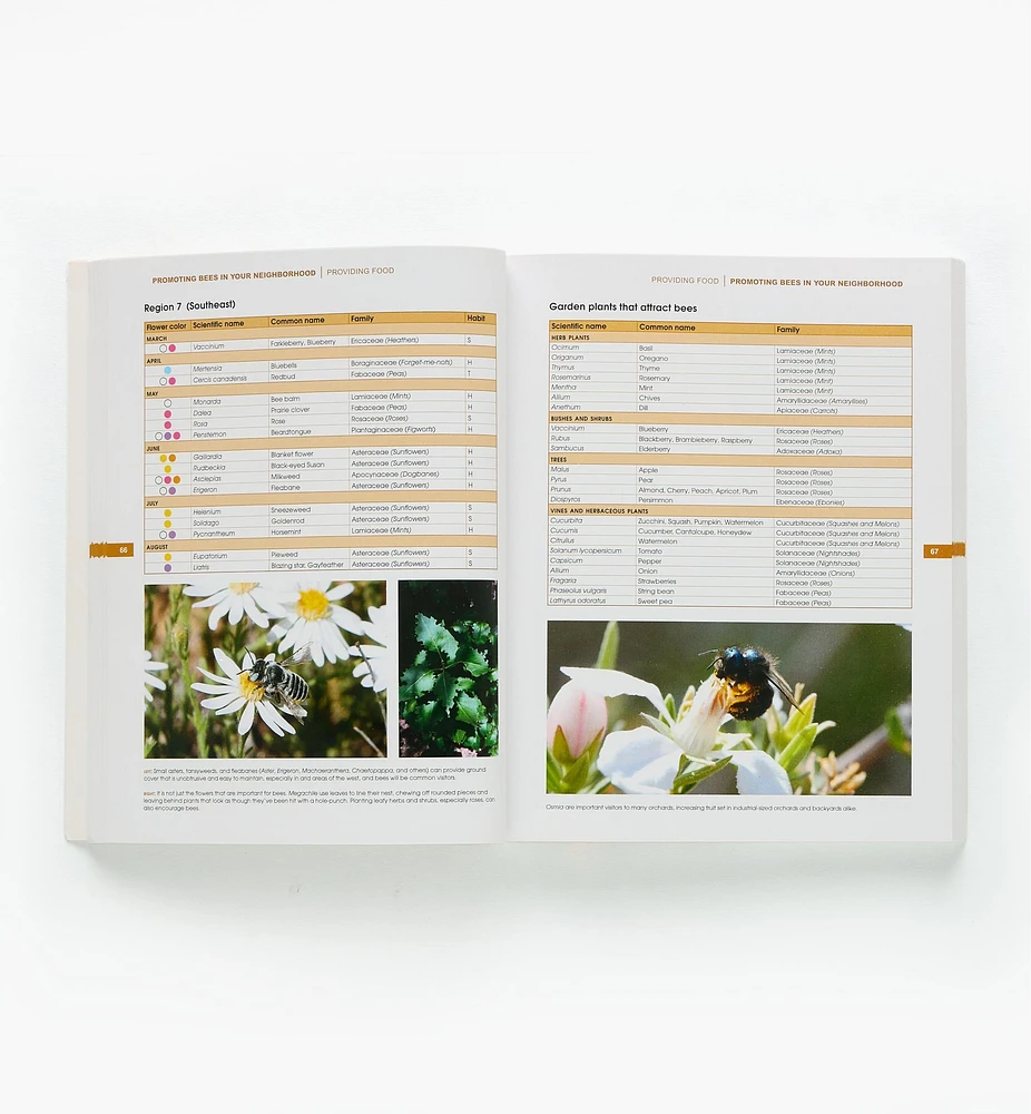 The Bees in Your Backyard