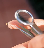 Magnifier Tweezers