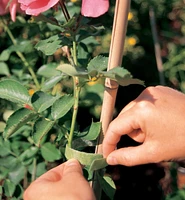 Ruban attache-plantes VELCRO®