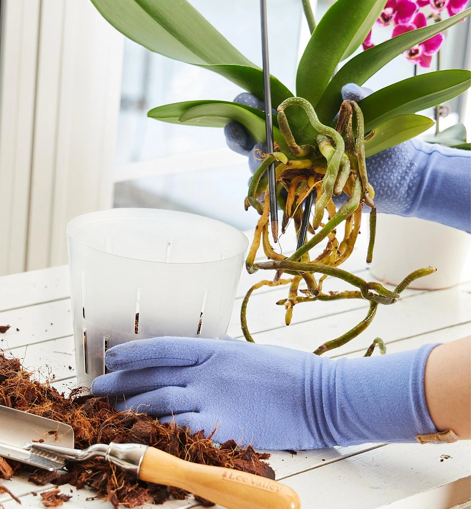 Pots transparents pour orchidées