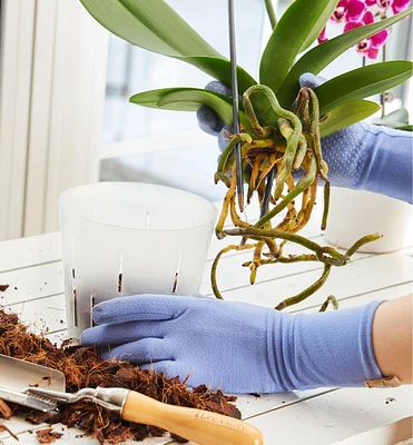 Clear Orchid Pots
