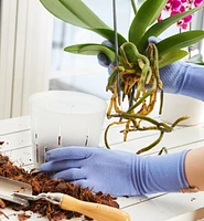 Pots transparents pour orchidées