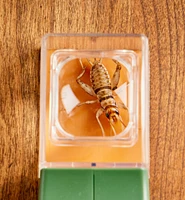 Bug Magnifier