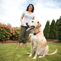 PetSafe In-Ground Fence & Receiver Collar | Electronic Express