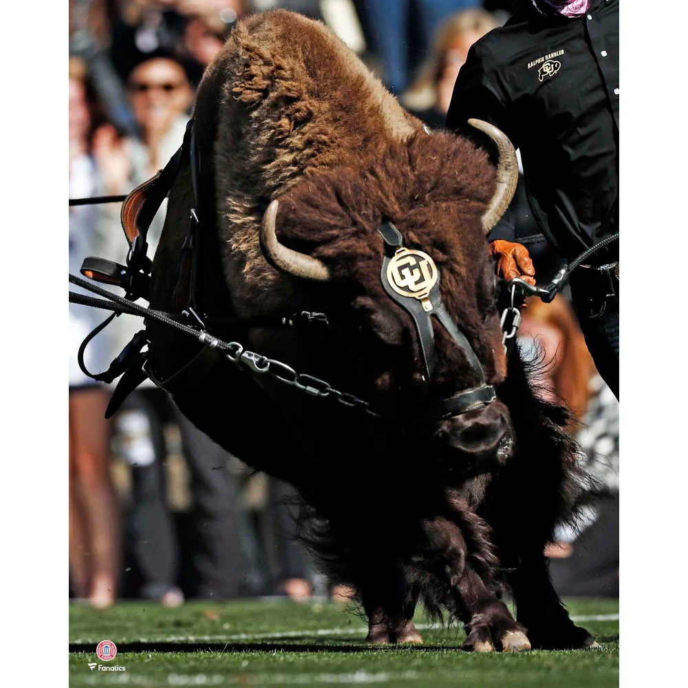 Buffalo Bison - Brazos Football