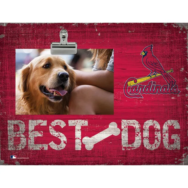 Golden Retriever dogs St. Louis Blues and St. Louis Cardinals