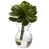 Succulents in Glass Vases, Set of 3