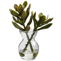 Succulents in Glass Vases, Set of 3