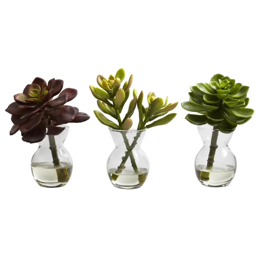 Succulents in Glass Vases, Set of 3