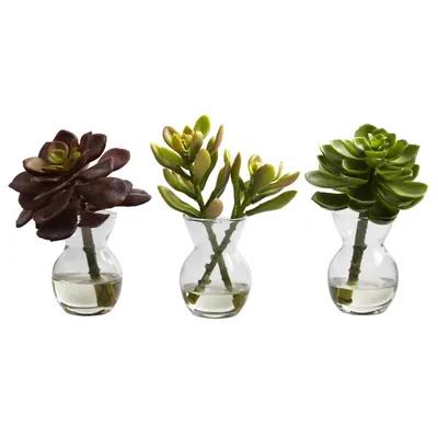 Succulents in Glass Vases, Set of 3