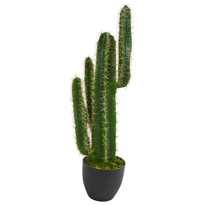 Cactus Plant, 3 ft.