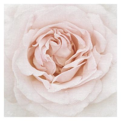 Dewdrop Rose Canvas Art Print