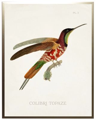 Hummingbird I Framed Art Print
