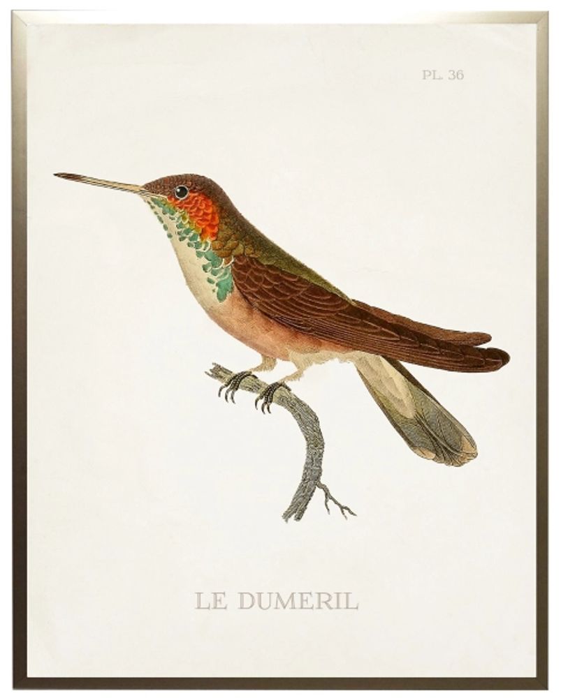 Hummingbird II Framed Art Print
