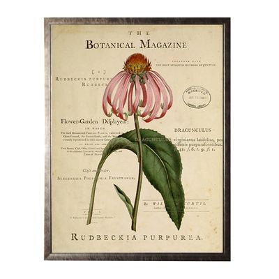 Coneflower Botanical Magazine Framed Art Print