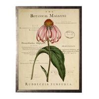 Coneflower Botanical Magazine Framed Art Print