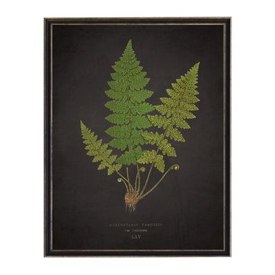 Black Fern VI Framed Art Print