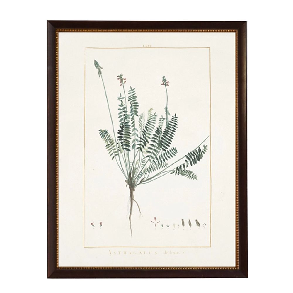 Astragalus Greenery Black Beaded Framed Art Print