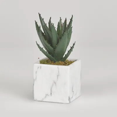 Mini Aloe Plant in White Marble Ceramic Cube