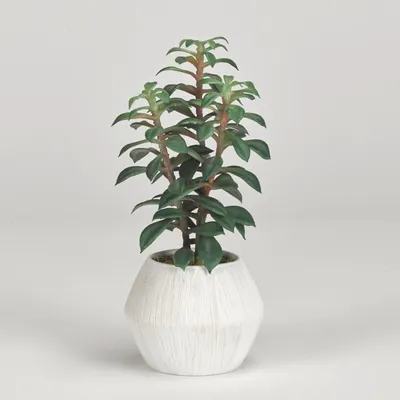 Succulents in White Ceramic Planter