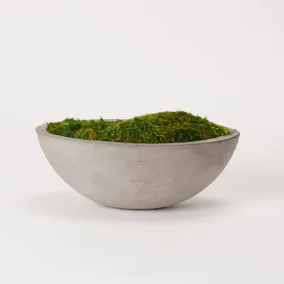 Preserved Mood Moss in Oval Concrete Bowl