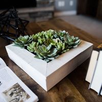 Green Succulents in White Rustic Planter