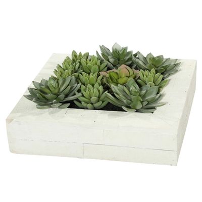 Green Succulents in White Rustic Planter