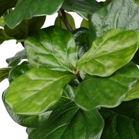 Potted Fiddle Leaf Fig Tree, 8 ft.