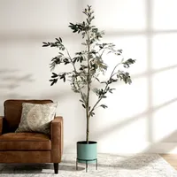 Potted Olive Branch Tree, 6 ft.
