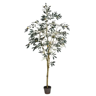 Potted Olive Branch Tree, 6 ft.