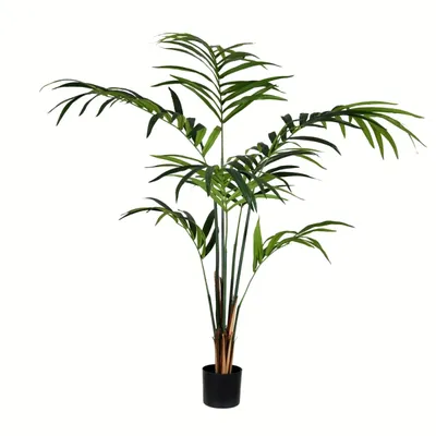 Potted Kentia Palm Tree, 6 ft.