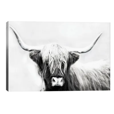 Highland Longhorn Canvas Art Print, 40x26 in.