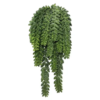 Green Donkey's Tail Bush