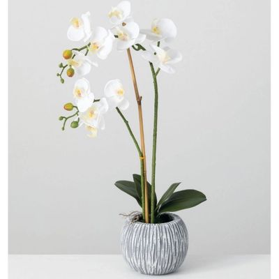 Blooming White Orchid Potted Floral Arrangement