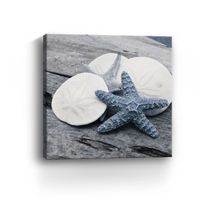 Driftwood Shell IV Canvas Art Print, 30x30 in.