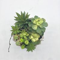 Succulent Arrangement in Zig-Zag Gray Planter