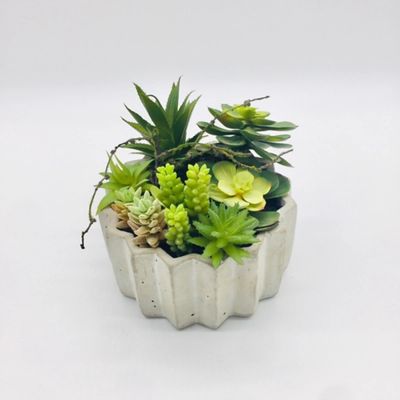 Succulent Arrangement in Zig-Zag Gray Planter