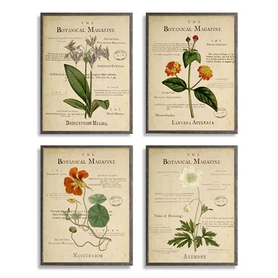 Flower Illustrations Framed Art Prints, Set of 4