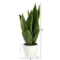 Sansevieria Arrangement in White Planter