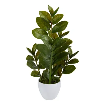 Zamioculcas Plant in Chic White Planter