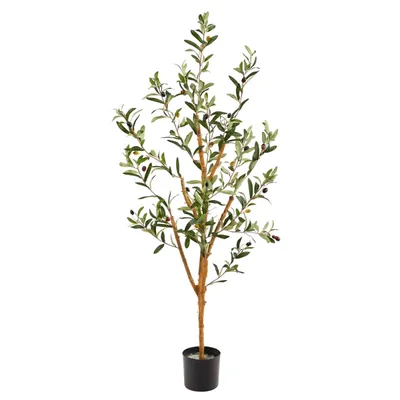 Slender Olive Branch Tree in Nursery Planter