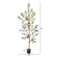 Lucky Olive Tree in Nursery Planter, 54 in.