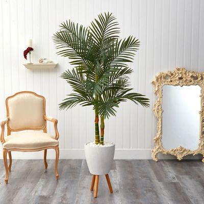 Golden Cane Palm with White Planter, 5.5 ft.