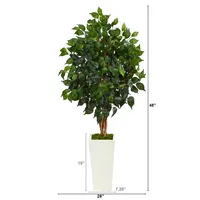 Ficus Tree in Mossy Tower Planter