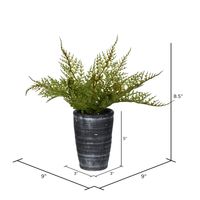 Asparagus Fern in Tall Black Planter