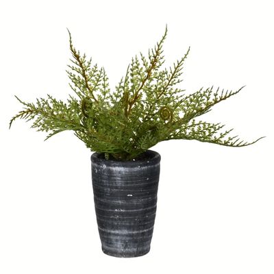 Asparagus Fern in Tall Black Planter